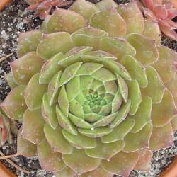 Sempervivum - Dachwurz - Hauswurz